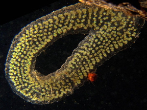 caddis fly egg ring (phryganeid typ)
Lake Plussee by Chris Krambeck 